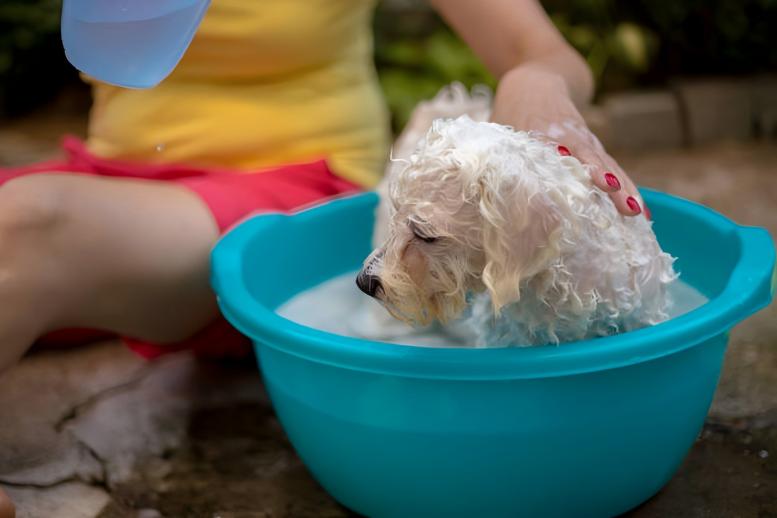Уборка дома и уход за домашними животными